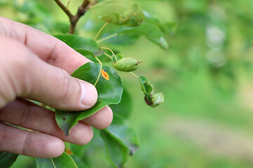 A farmer examines disease-damaged leaves of a fruit tree.