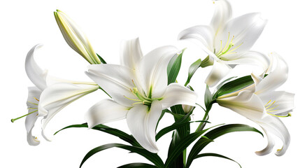 Fototapeta premium Photograph of a bouquet of lilies, their white petals symbolizing innocence and peace, on a transparent background