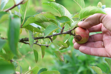 A farmer examines a rotten apple on a tree.  Gardening.