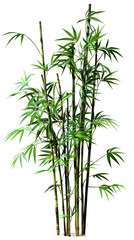 Fototapeta premium tall japanese bamboo, plain white background