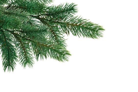Christmas tree branch on corner border, pine branch on transparent background