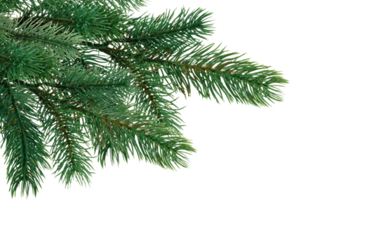 Christmas tree branch on corner border, pine branch on transparent background