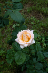 yellow rose in the garden