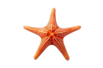 Vibrant Starfish on Sandy Beach Isolated on Transparent Background