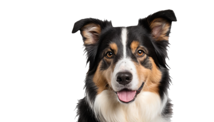 Majestic Border Collie Dog with Striking Features