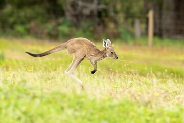Young kangaroo hopping through grass.  Pemberton Western Australia