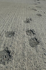 Paw track on a concrete road