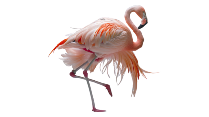 Photograph of a graceful ballerina flamingo balancing on one leg, its pink feathers contrasting against a transparent backdrop.
