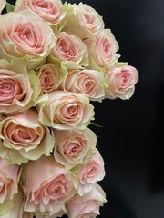 bunch of roses, pink