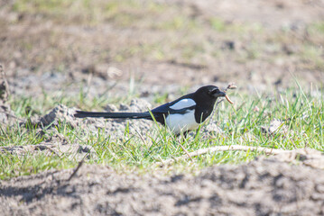 blackbird on the grass
