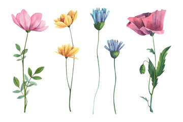 Collection of watercolor blooming wild flowers on white background. Hand painted aquarelle botanical illustration. Poppy, dog rose, chicory flowers