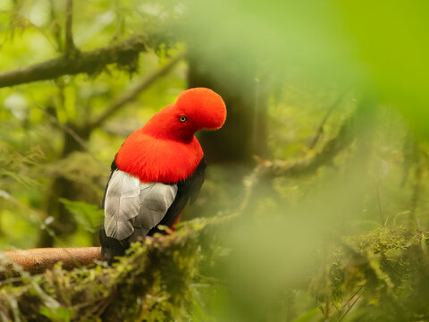 Andean cock of the rock (Rupicola peruvianus sanguinolentus) male at lek in cloud forest, Ecuador. 