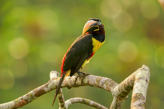 Chestnut-eared aracari (Pteroglossus castanotis) perched on branch in Amazon rainforest, Ecuador. 