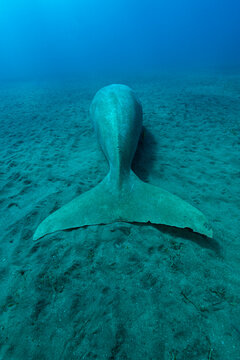 Dugong (Dugong dugon) resting on seabed, rear view showing the distinctive mammalian tail, Marsa Alam, Egypt, Red Sea. 
