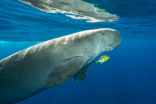 Dugong (Dugong dugon) swimming back to surface to breathe after feeding, accompanied by Golden trevally (Gnathanodon speciosus) juvenile, Marsa Alam, Egypt, Red Sea. 