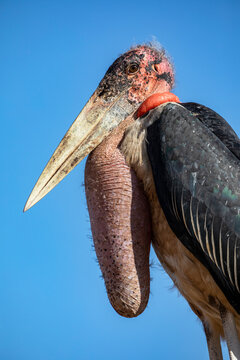 Marabou stork (Leptoptilos crumenifer) head portrait, Lake Victoria, Uganda. 
