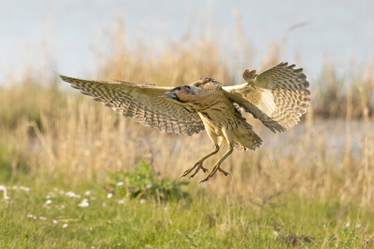 Bittern (Botaurus stellaris) landing on grass, Cley, Norfolk, UK. April. 