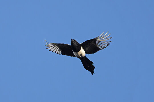 Magpie (Pica pica) in flight against blue sky, Norfolk, UK. March. 