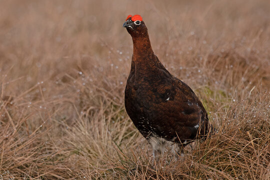Red grouse (Lagopus lagopus scotica) portrait, Langdon Beck, County Durham, UK. April. 