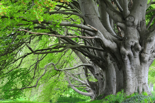 Beech (Fagus sylvatica) trees with fresh, spring growth, Dorset, UK. May. 