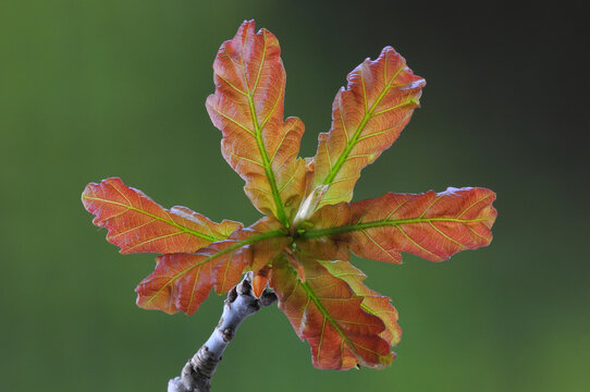 Fresh growth English oak (Quercus robur) leaf in spring, Dorset, UK. May. 