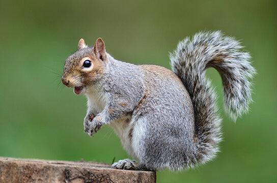 Grey squirrel (Sciurus carolinensis) sitting on tree stump, Dorset, UK. April. Controlled conditions. 