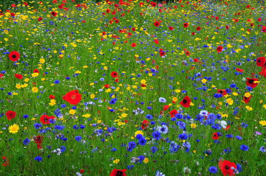 Poppies (Papaver rhoeas), Corn marigolds (Glebionis segetum) and Cornflowers (Centaurea cyanus) flowering in cultivated wild flower meadow, near Wareham, Dorset, UK. July. 