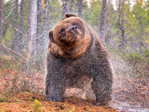 Fototapeta Eurasian brown bear (Ursus arctos arctos) shaking dry after swimming in forest pool, Finland. October. 