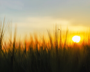 View of sunset and golden wheat field. Charming evening atmosphere. Blurred natural background..