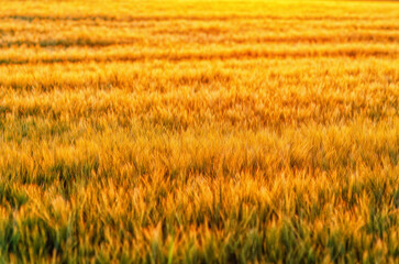 Golden spikes in rays sun. Yellow ear of wheat field. Concept of bountiful harvest of agriculture.
