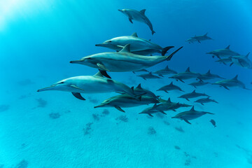 Pod of Spinner dolphins (Stenella longirostris) swimming over shallow sandy lagoon, Marsa Alam, Egypt, Red Sea. 