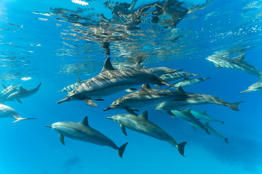 Pod of Spinner dolphins (Stenella longirostris) swimming close to the surface, Marsa Alam, Egypt, Red Sea. 