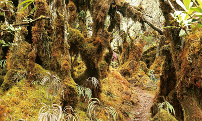 moss forest in the Sumbing mountains, Central Java, Indonesia