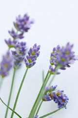 Fototapeta premium Lavande de jardin 