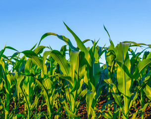 Fresh corn plants in field, green leaves, stem. Blue sky background. Sun's rays illuminate field.