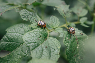 A pair of Leptinotarsa decemlineata, also known as the Colorado beetle, the ten-striped spearman, the ten-lined potato beetle or the potato bug sits on a green damaged potato leaf. Space for text