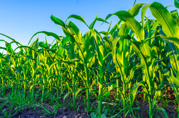Close up corn plants in field, green leaves, stem. Blue sky background. Sun's rays illuminate field.
