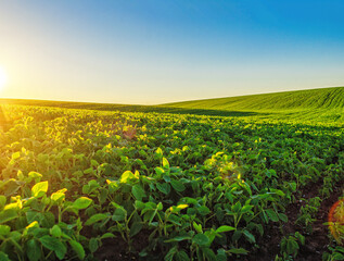 Perspective photo of green soybean plants. Soy sprouts on summer field. Sun's rays illuminate plant.