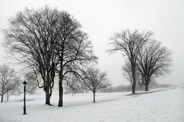 Fototapeta premium A snowstorm in Plains of Abraham Park, Quebec City, Canada