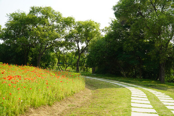 path in the park