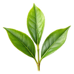 green tea leaf isolated