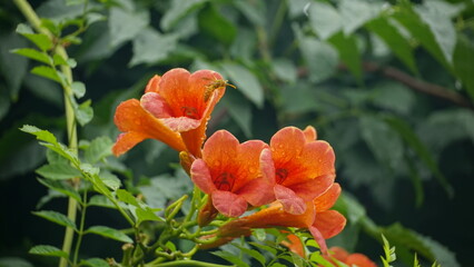 Close-up of Campsis radicans flowers blooming in the rain