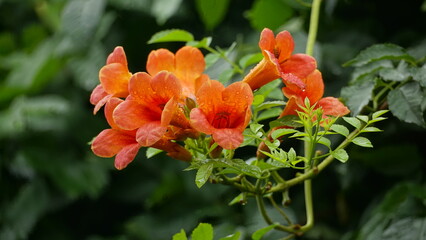Close-up of Campsis radicans flowers blooming in the rain