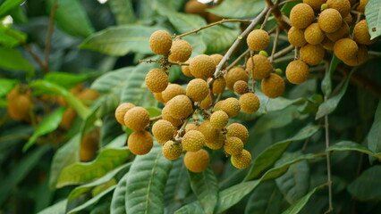 Close-up of longan fruit on tree