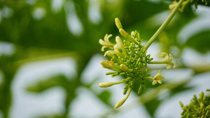 Carica papaya flowers bloom on the tree
