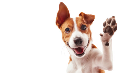 happy dog giving a high five isolated on white, with copy space area, transparency background