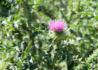Blooming thistle plant grows in a meadow