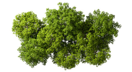 Obraz premium Top view serenity green trees group on transparent 3d render png