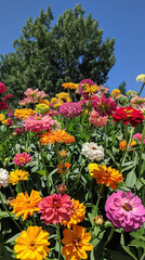 Obraz premium Summer Bloom: Vibrant Flower Garden Under Clear Blue Sky 