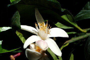 Fototapeta premium White flower of citrus with green leaves.